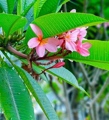 ISO14001 Le Premier Hotel Cikarang: Commitment to Environmental Sustainability